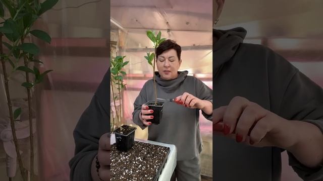 Одноствольный лучше или двухствольный саженец. смотреть онлайн