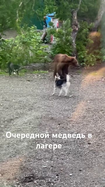 Мишка и собаки #медведь #животные #рыбалка #природа #trout