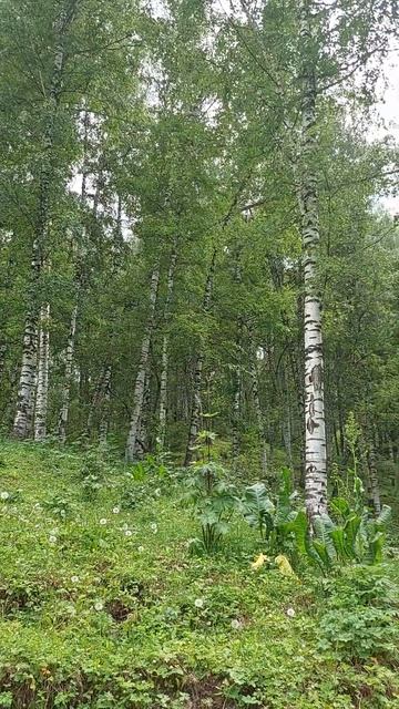 The birch grove. Берёзовая роща смотреть онлайн