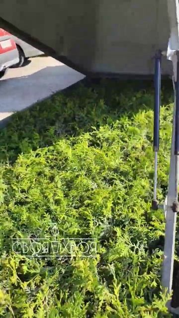 Доставляем заказ по СПб смотреть онлайн