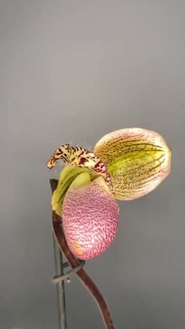 Орхидея пафиопидуллум Пиноккио #phragmipedium #орхидея #paphiope смотреть онлайн