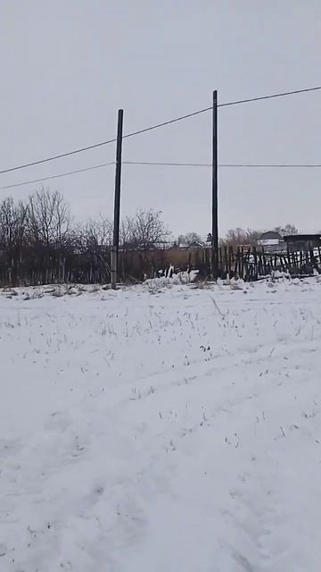 деревня красота Сибирь снег берёза смотреть онлайн