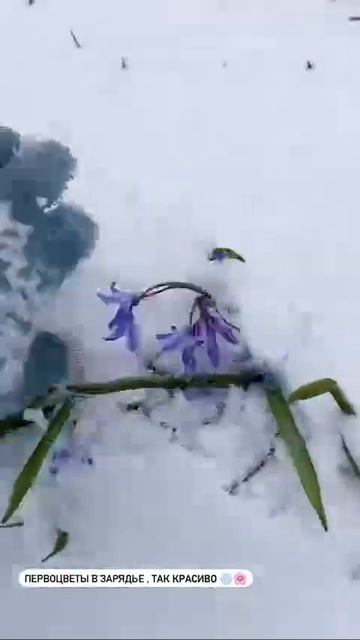 До 23 см выросла высота снежного покрова в Москве