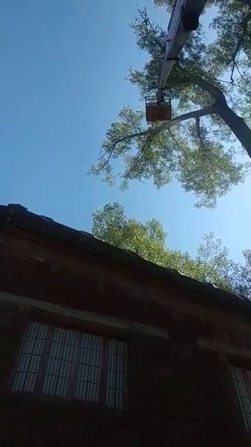 Удаление ветки смотреть онлайн