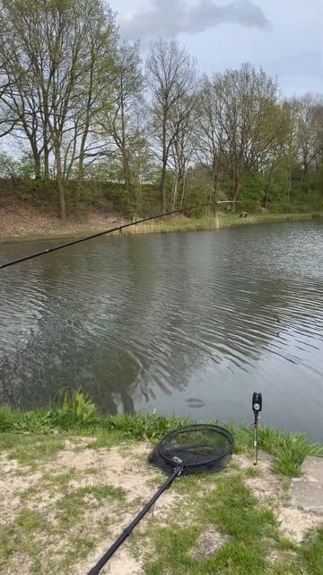 Рыбалка на озере, ловля Форели на донку. #рыбалка #fishing смотреть онлайн