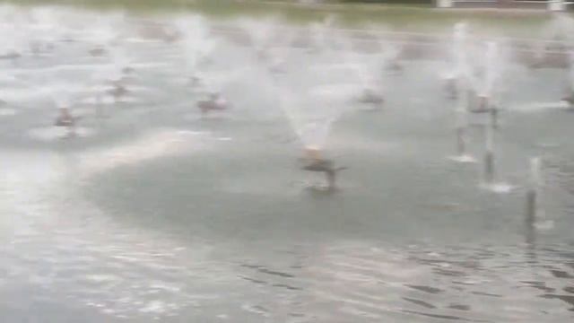 Прикол. Вот тебе и кормушка смотреть онлайн