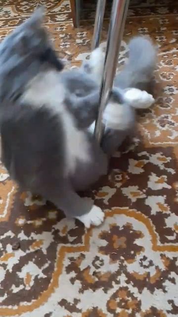 Есть ещё порох в пороховницах. #коты #cat #кот #песнядляд? смотреть онлайн