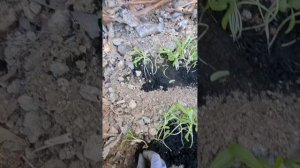 Как высадить переросшую Календулу