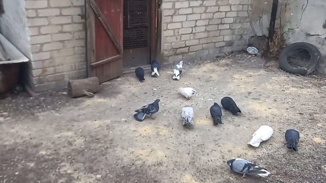 Моё Племя выпустил на прогулку 12.01.2023. смотреть онлайн