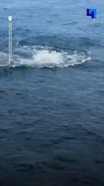 «Ну, на уху наловили»: в Приморье акула напала на добыч