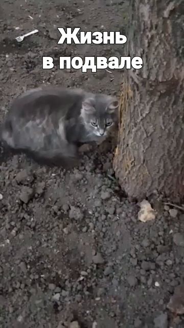 Кошечка 4 года жизни в подвале смотреть онлайн