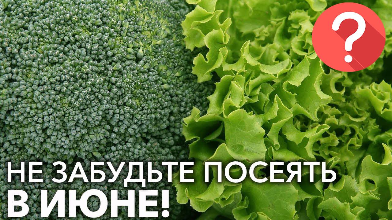 Что посеять в июне? Какие цветы и овощи посеять в июне? смотреть онлайн