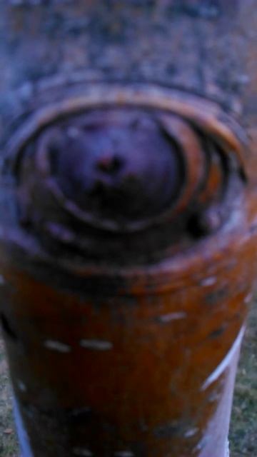 Глаз у березы смотреть онлайн