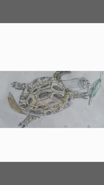 Я рисую среднеазиатскую черепаху. Поставьте пожалуйс? смотреть онлайн