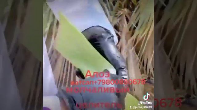 Алоэ божественной трава!+79800880678 смотреть онлайн