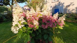 Гортензия, от которой я хотел избавиться. Пинки Винки 2