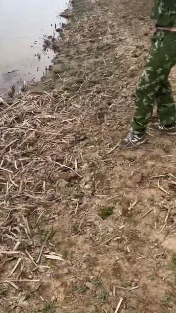 Жерех берет как бешеный #рыбалка #весна #fishing #рыба #аст? смотреть онлайн