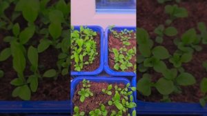 почему не всходят астры? #астры #сад #рассада