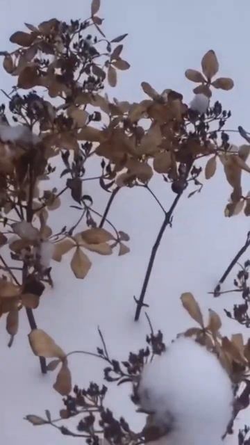 Гортензия зимой, Пастелгрин #сад #дача #цветы