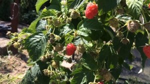 Суперновинка малина Венге ! Тест на вес ягоды в конце в