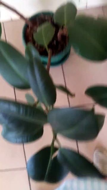 Стыдливая мимоза смотреть онлайн