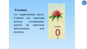 Биология 6 класс Соцветия