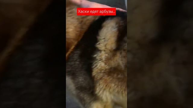 Хаски едят арбузы #приколы #huski #волчица смотреть онлайн