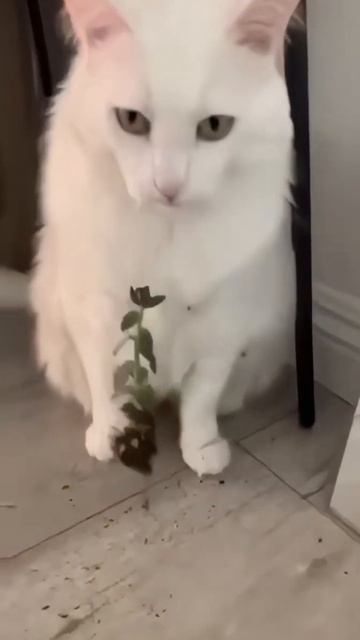 Тут мог быть ваш кот смотреть онлайн