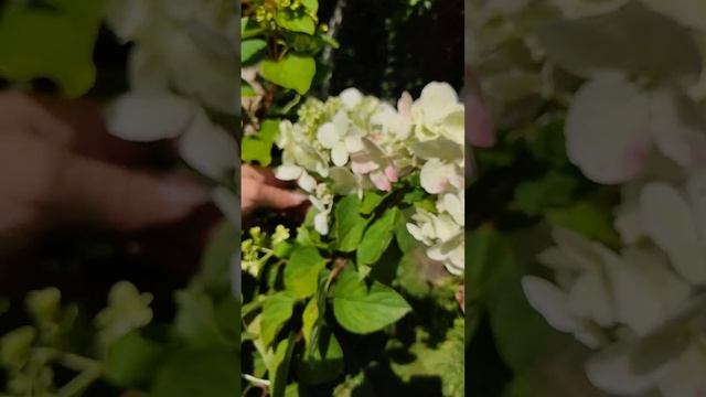 гортензия даймонд Руж. Барнаул Сибирь смотреть онлайн