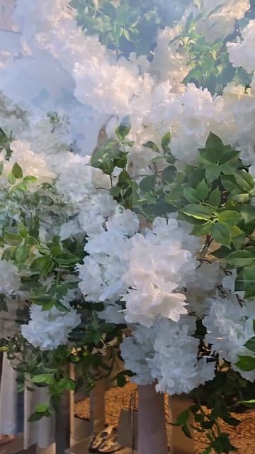 🌺🌺🌺 За стеклом‼️🌺🌺🌺 #красивыецветы #цветы #соч? смотреть онлайн