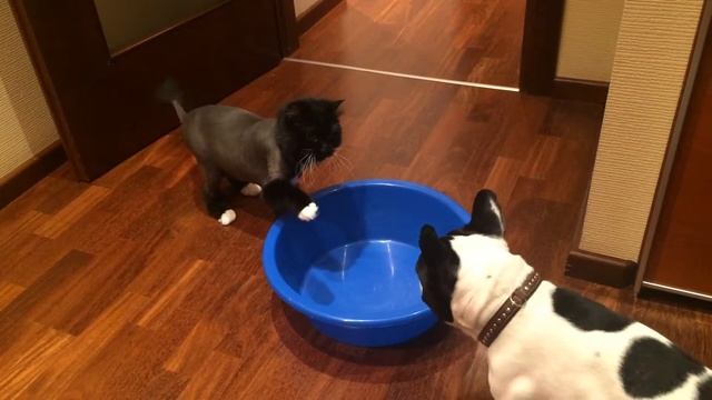 Магия тазика! В мире животных смотреть онлайн