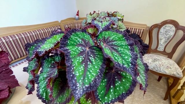 Как не ошибиться с выбором горшка для бегонии смотреть онлайн