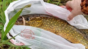 "Жизнь на пенсии".. Поработали и на рыбалку съездили.