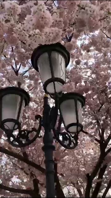 посуточно для туристов 89673912022 квартиры . горы Дагеста смотреть онлайн