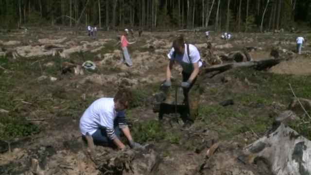 Акция «Лес Победы» в мкр. Пироговский