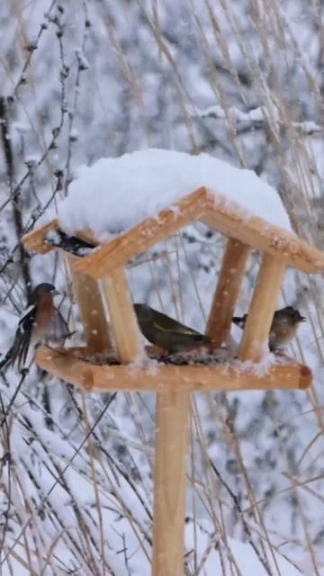 Настоящий птичий переполох на кормушке! Такой вот апр? смотреть онлайн