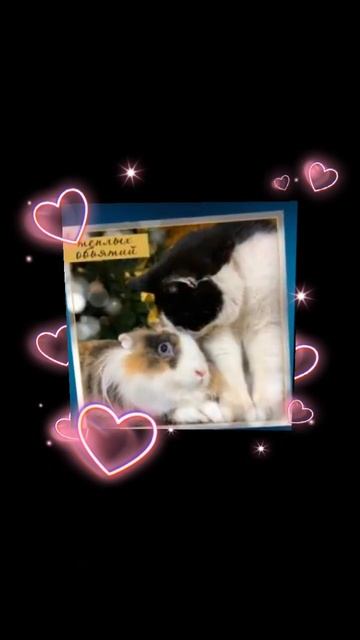 А ну-ка-давай-ка ❤️ Малыш и Баффи Милаффи ❤️😻 #анука? смотреть онлайн