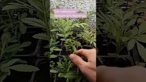 прищипка бархатцев #петунии #садоводничество #garden #цве