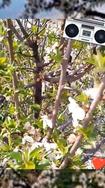 Ю. Шатунов наши песни Маринка79 смотреть онлайн