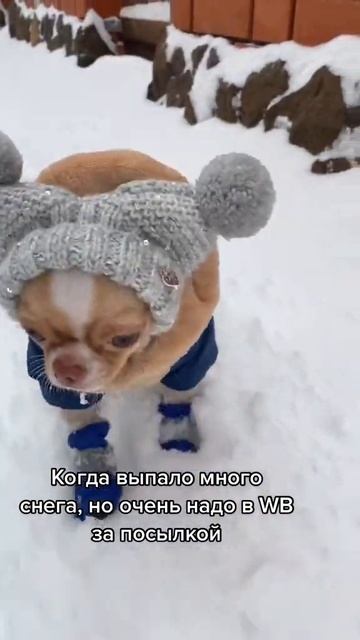 Чихуахуа за посылкой в OZON #собака #юмор #chihuahua #dog #cобаки #cane #치와와 #チワワ #犬 #狗 смотреть онлайн