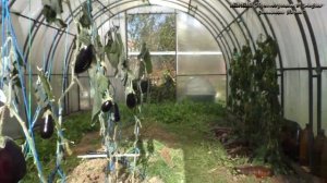 Перегородка в теплицу нужная вещь,а при желании может