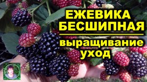Ежевика бесшипная Как выращивать Особенности ухода