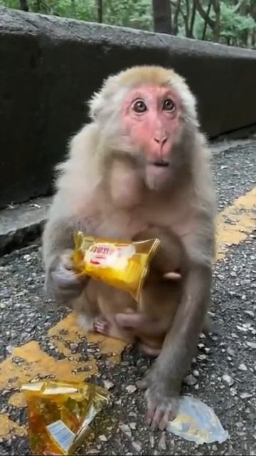 обезьяна кушает булочки смотреть онлайн