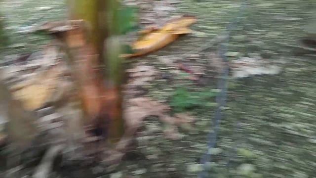 Теплица огромных размеров для выращивания бананов в г.Аланья, Турция. смотреть онлайн