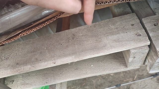 грибной комарик, миф! смотреть онлайн