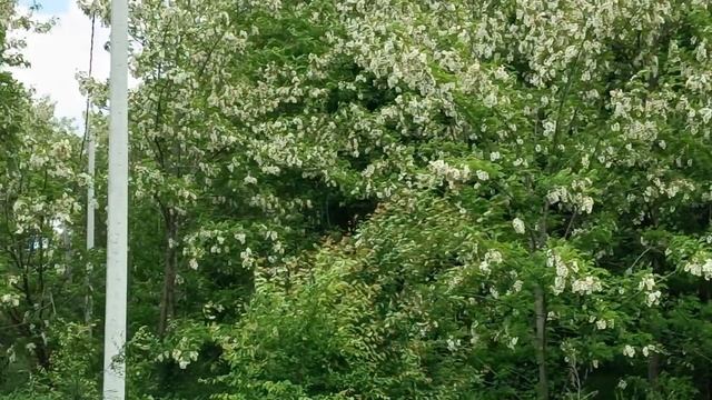 Динская, улица Садовая. Обзор. 14.05.2025.
ЧАСТЬ 1. смотреть онлайн