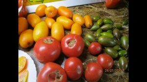 Томат Конфеты сладкие сосульки. Самая сладкая томатная новинка 2023 года. №1120 в Каталоге.