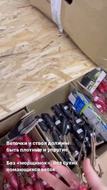 Спящая Гортензия как сухарик, так ли это на самом деле? смотреть онлайн