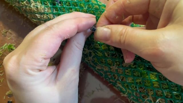 Создаем высокий тотем с автополивом для Монстеры!