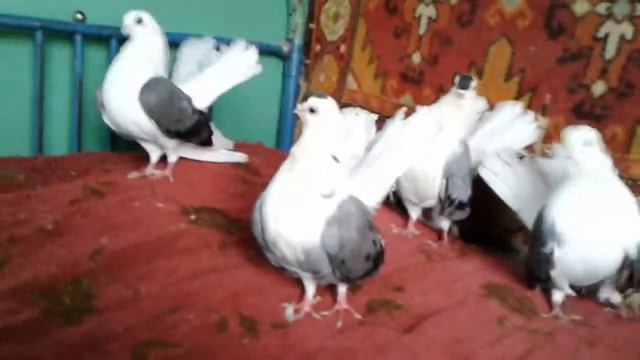 Новачеркасские чилики смотреть онлайн